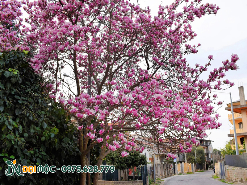 Hình ảnh cây hoa mộc lan cổ thụ, đại thụ
